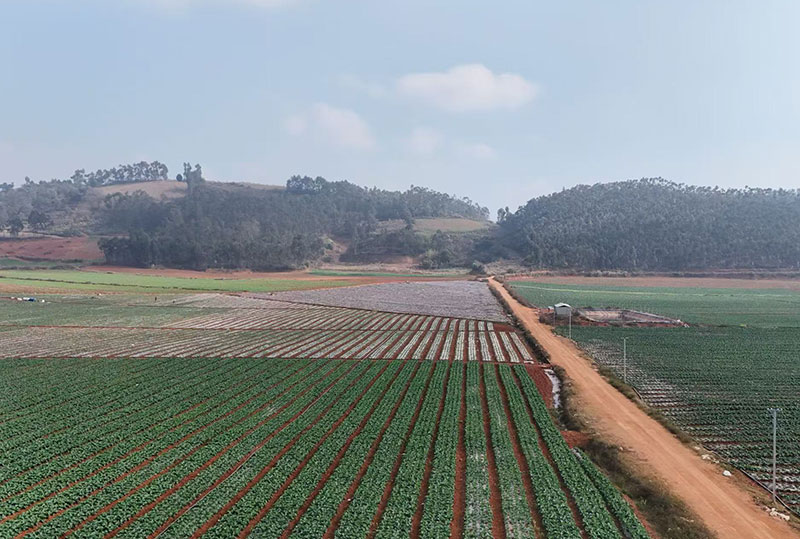 农户种植的蔬菜。李艳摄