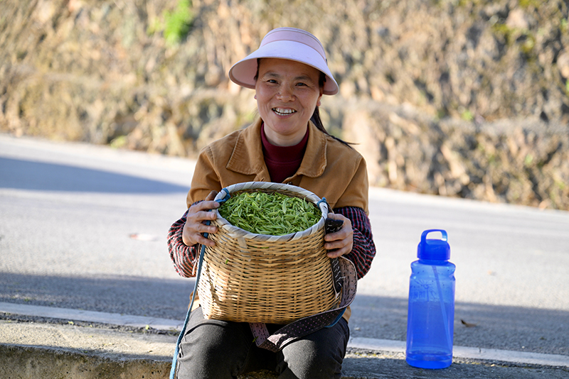茶农孙伦艳