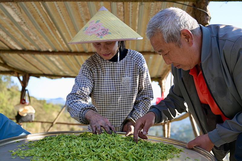挑选茶叶