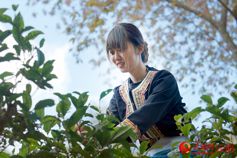 【1】景迈山的茶林里，布朗族姑娘采茶。段玉良-摄