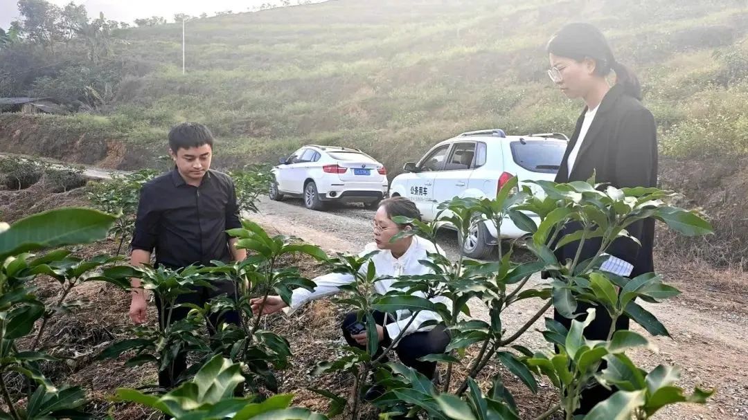 农科专家田间地头指导芒果种植。