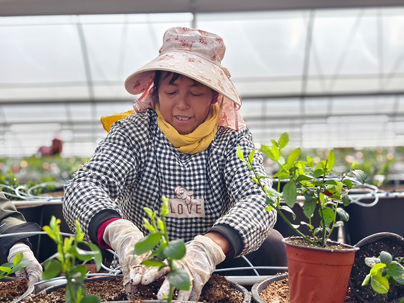务工群众正在栽种蓝莓苗-
