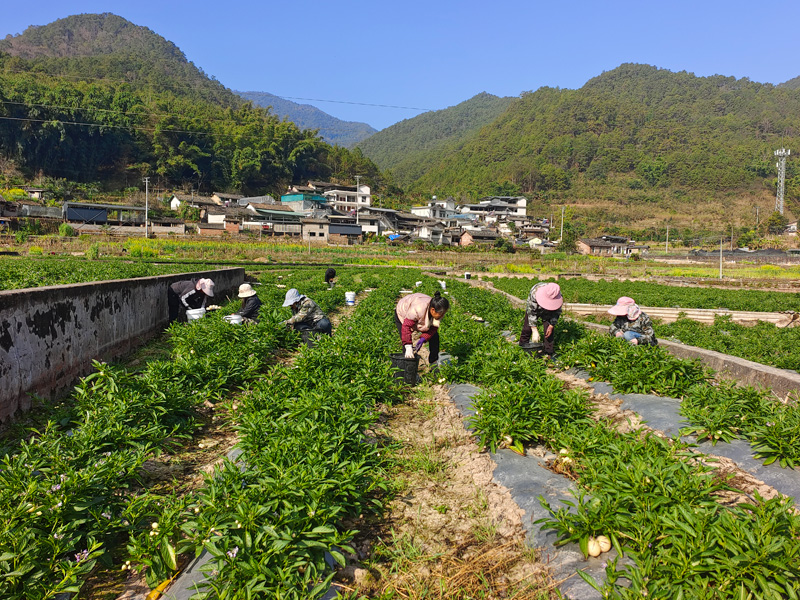 村民采收人参果。鲁集美-摄