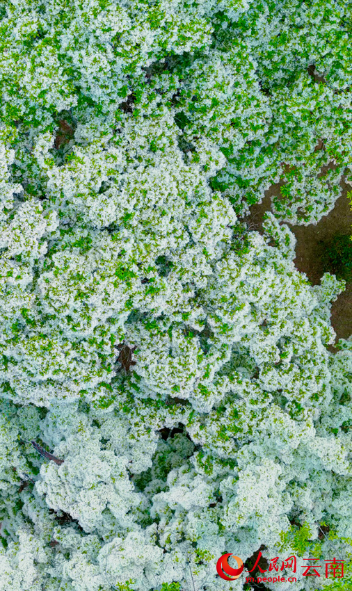 桑岭村的流苏花。杨晓霞摄