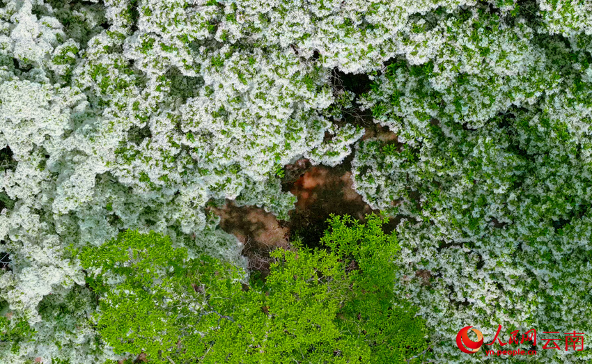 桑岭村的流苏花。杨晓霞摄