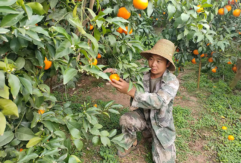 杨孝坤在果园里采摘沃柑----潘怡融摄