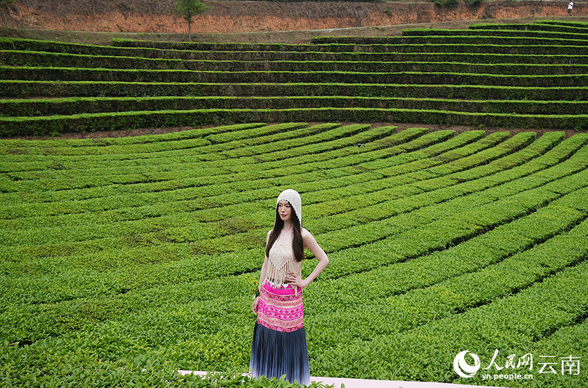 茶山走秀。人民网 曾智慧摄