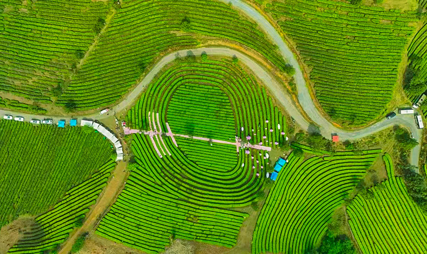 勐撒镇茶园。临沧市委宣传部供图