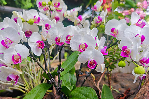 Nearly 400 orchid species on display in Kunming Botanical Garden, SW China's Yunnan