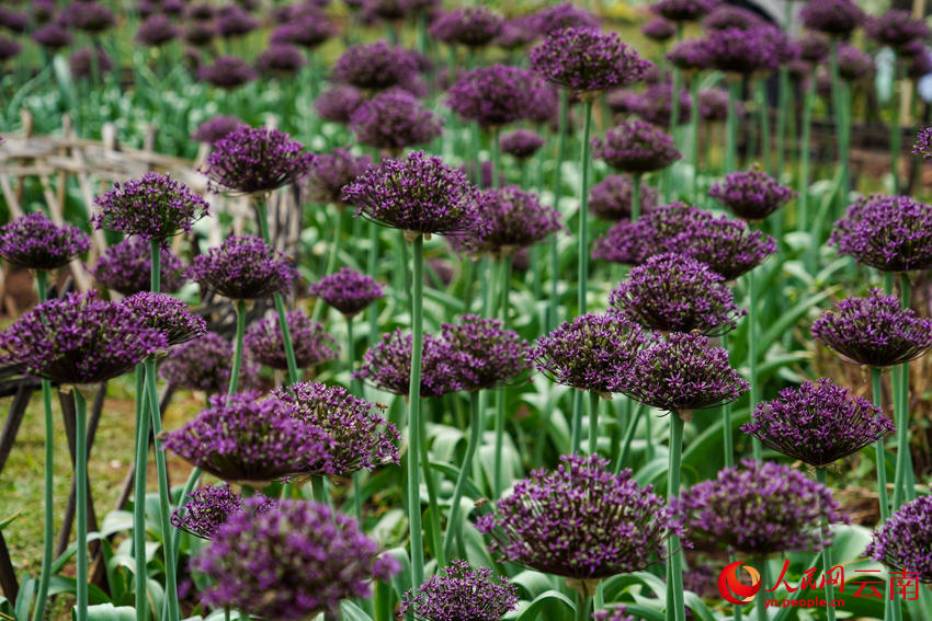 昆明植物園展出的蔥花。羅文鑫攝