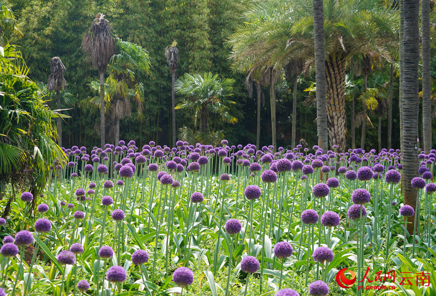 昆明植物園展出的蔥花。羅文鑫攝