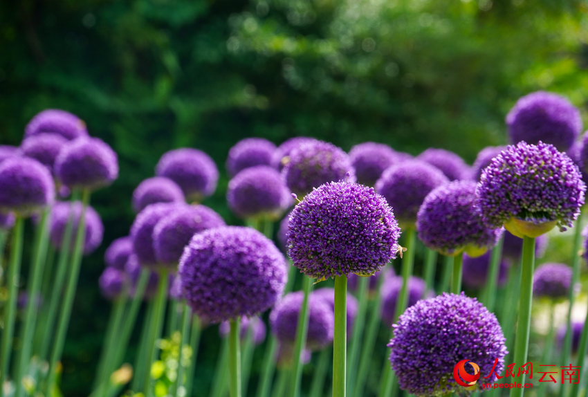 昆明植物園展出的蔥花。羅文鑫攝