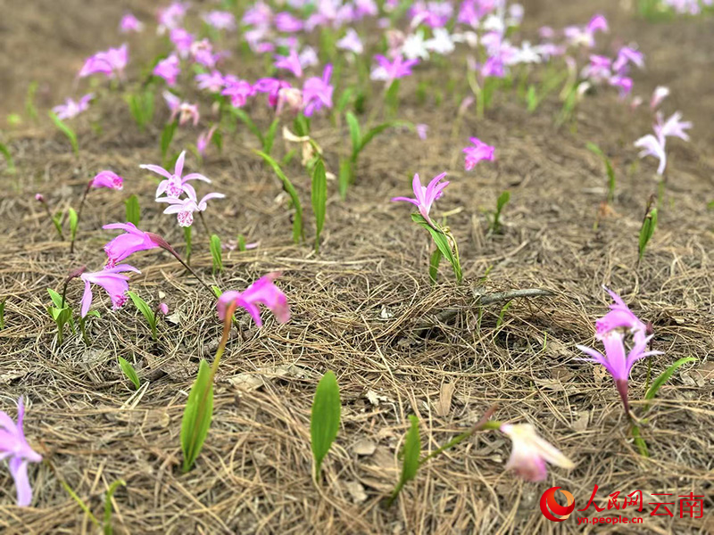 【1】云南煜欣农林生物科技有限公司种植的冰球子正处于盛花期。人民网-雷霁摄