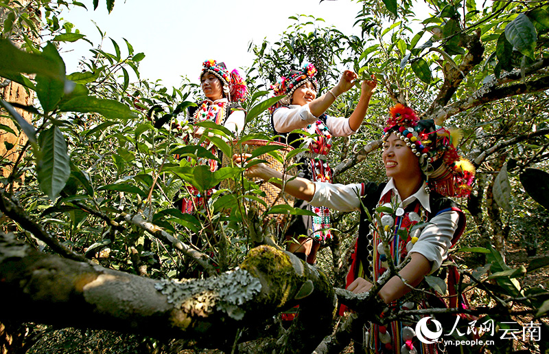西双版纳南糯山古茶山采茶。刘梅摄