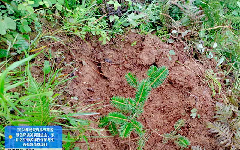 二百二林场急尖长苞冷杉树苗-作者：王兴德