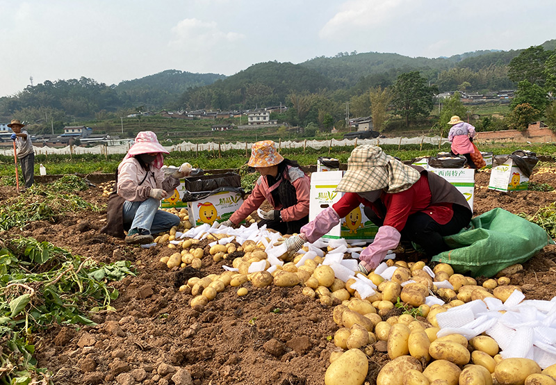 村民们正在对马铃薯进行装袋。景东县融媒体中心供图