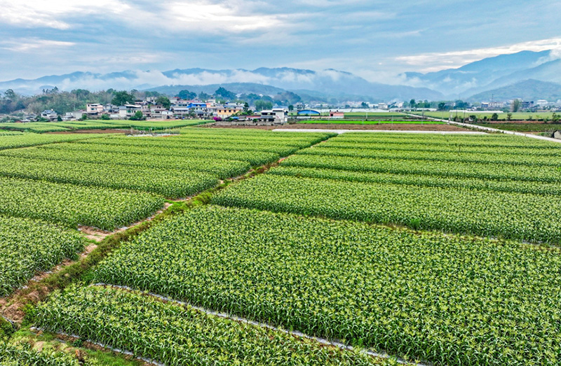 景谷县永平镇鲜食玉米种植基地。邱海艳摄