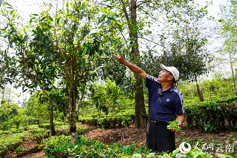 西盟莫窝茶厂负责人挪富盛正在采茶。刁弘智摄