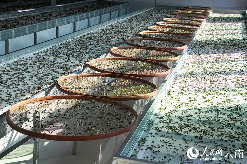 西盟永佤茶叶农民专业合作社的生产车间晾晒茶叶。刁弘智摄
