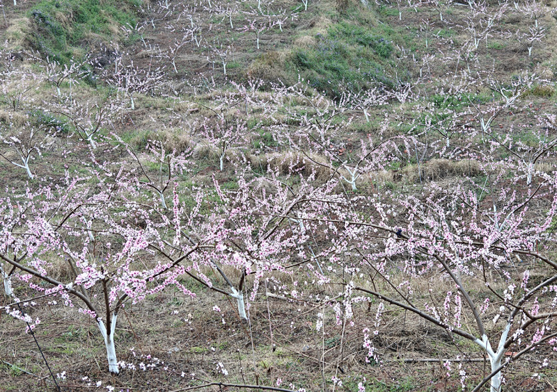 会泽县鲁纳乡狮子村“云狮园”盛开的桃花。虎志刚摄