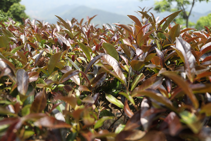景谷鎮(zhèn)文山村種植的紫娟茶。陳芳攝