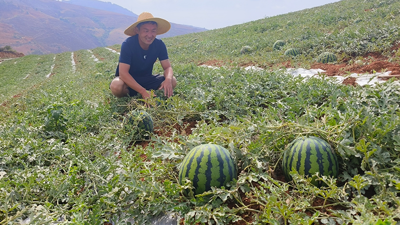 万红柱种植的西瓜。李静双摄