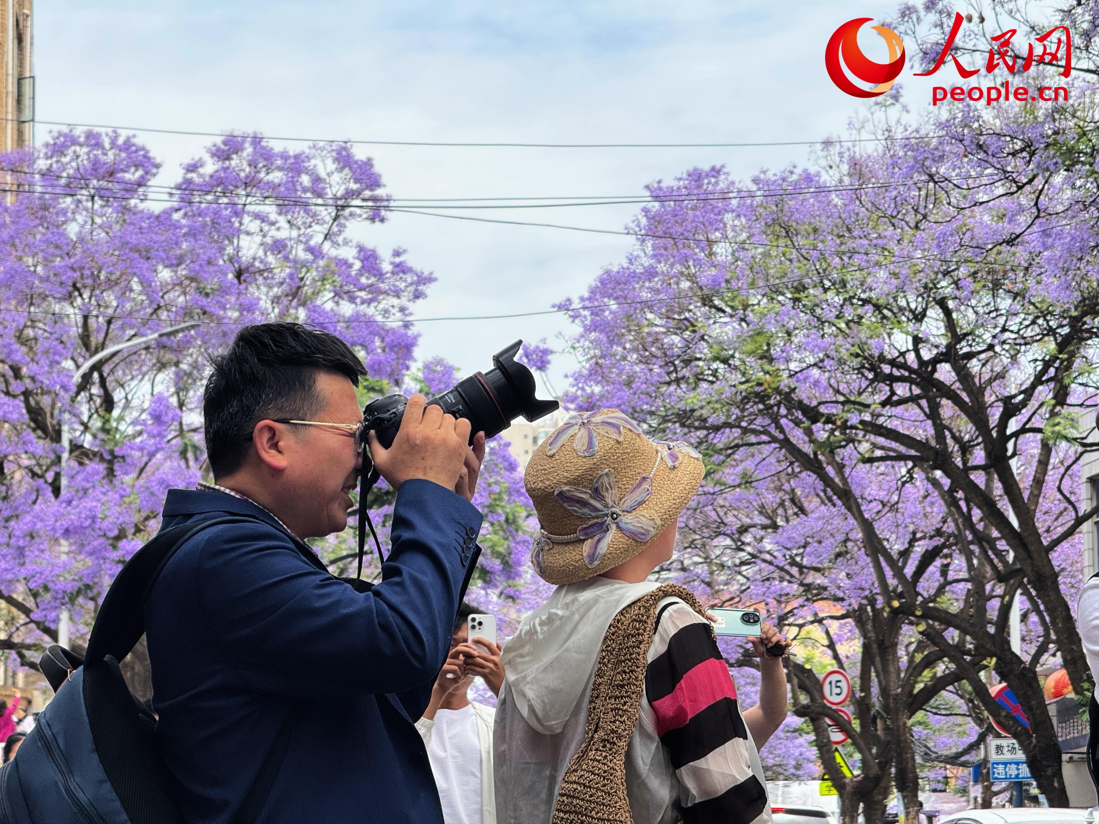 5月11日，昆明街頭藍花楹綻放，游客正在拍照。人民網(wǎng)記者 劉微攝