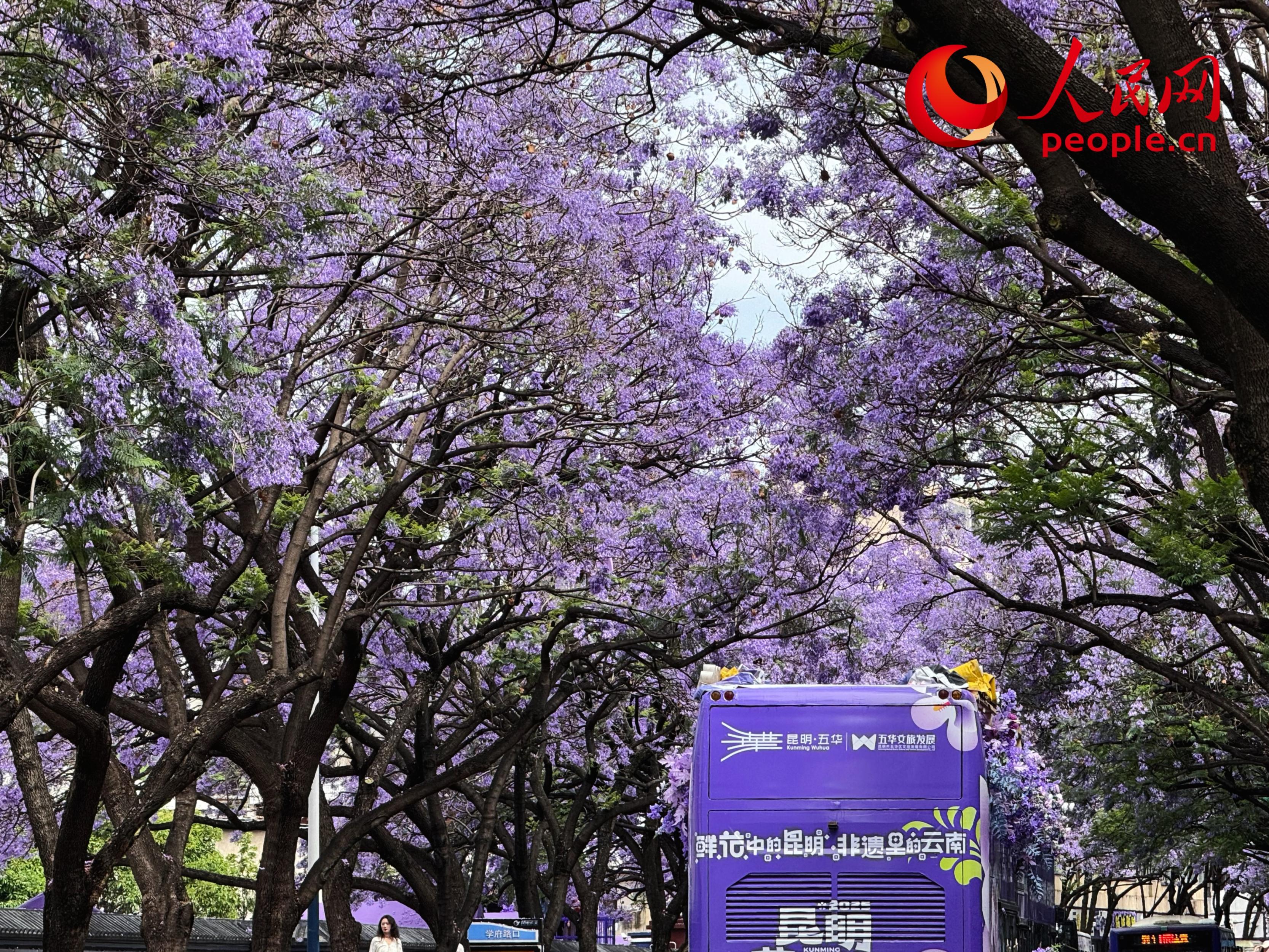5月11日，昆明街頭藍花楹綻放。人民網(wǎng)記者 劉微攝
