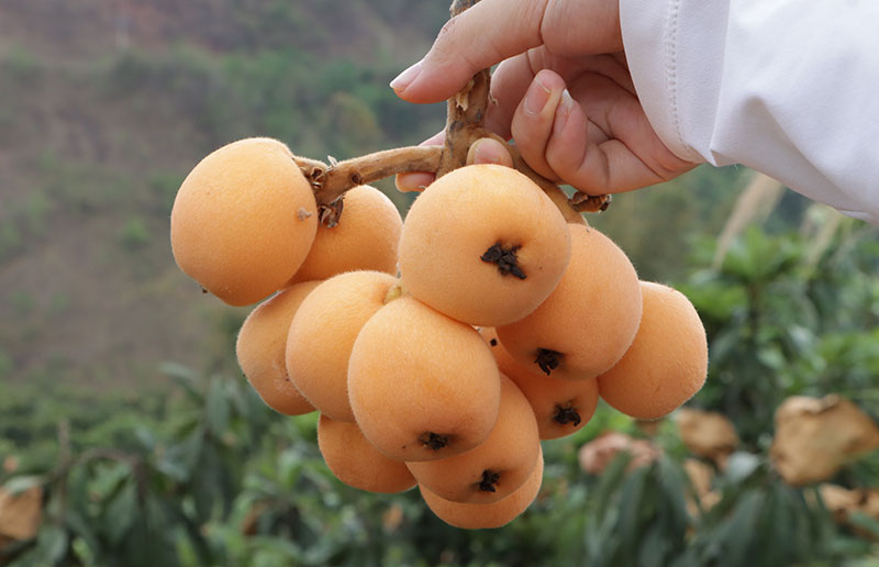 農(nóng)戶采摘的枇杷。鎮(zhèn)沅縣融媒體中心供圖