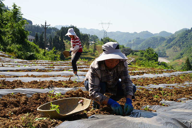 村民正在进行辣椒移栽。
