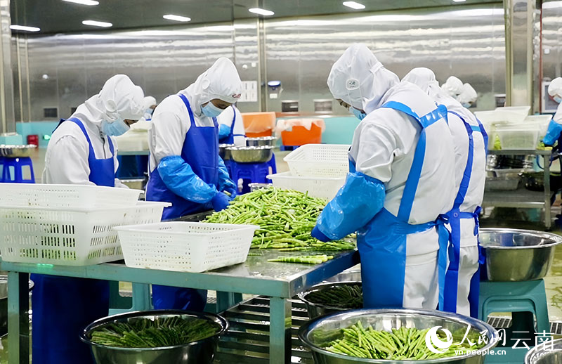 雲南林森食品有限公司工人正在處理竹筍。周芊芊攝