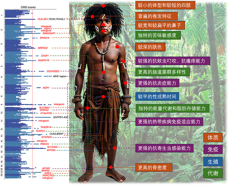 东南亚人群基因组中的自然选择信号和潜在的环境适应表型。 受访者供图