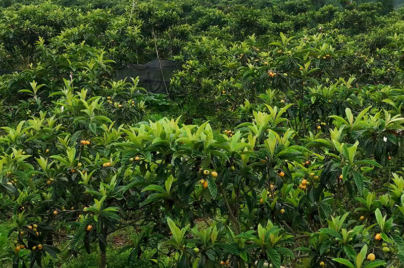 成片的枇杷林。