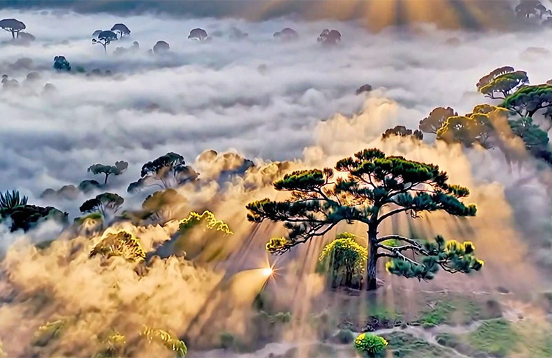 60秒沉浸式體驗雲南春茶季春到雲南，喚醒茶山。在這片被茶葉眷顧的土地上，靈秀山水孕育出蓬勃生機。在雲茶中，品味大自然的饋贈，當茶香漫過杯沿，雲南山水之韻便在舌尖舒展。