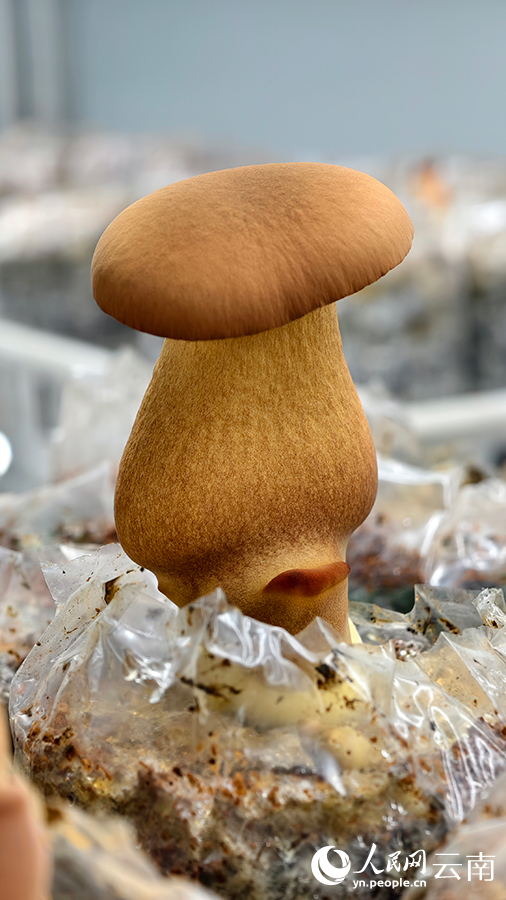 昆明食用菌研究所人工培育的中菌黄见手青1号。人民网记者 符皓摄