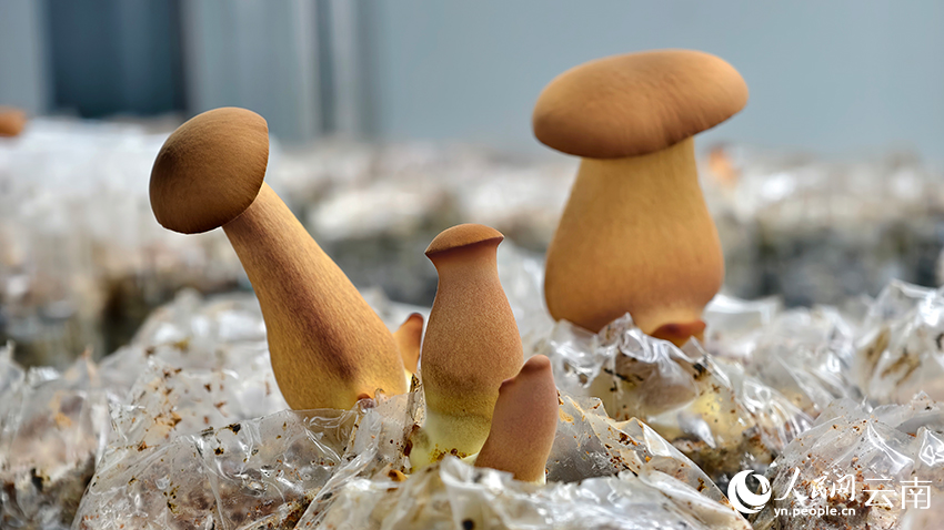 昆明食用菌研究所人工培育的中菌黄见手青1号。人民网记者 符皓摄