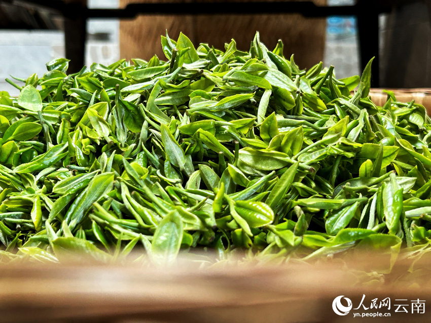 正在進行萎凋的新鮮茶葉。人民網記者 劉怡攝
