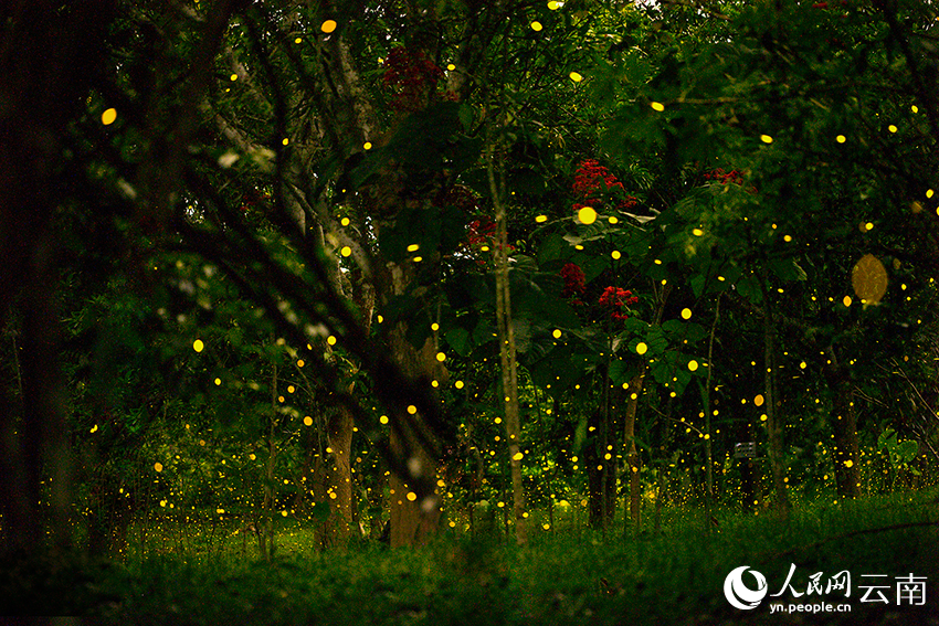 萤火虫林间起舞梦幻如星河。张娇娇摄