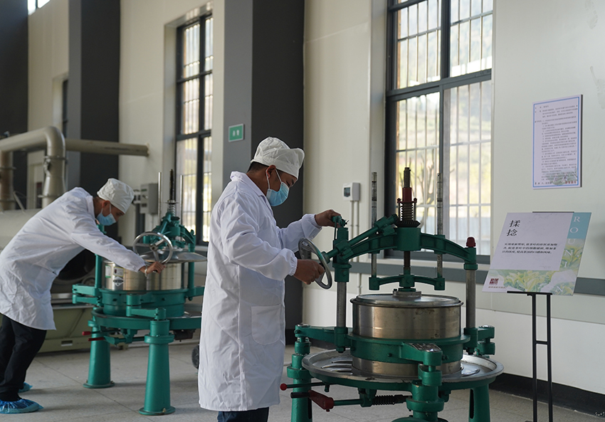 工人在麻栗坡县猛硐乡新华国茶加工厂作业。新华国茶供图