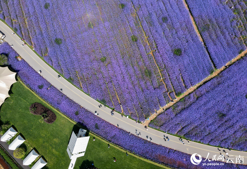 滇池南岸的牛恋村花海风光。人民网记者 符皓摄
