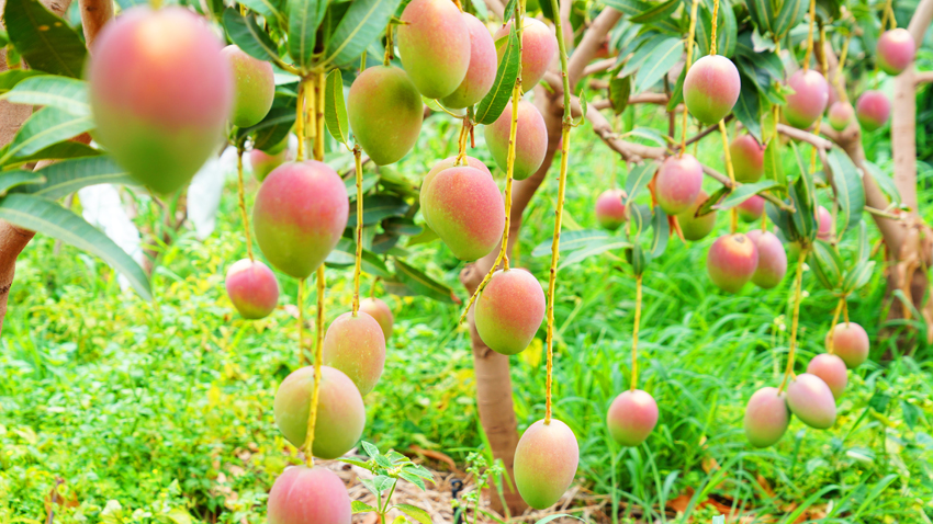 芒果成熟。
