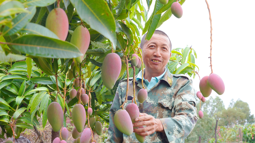 芒果成熟。