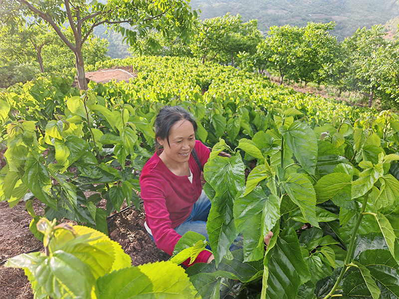 村民正在采摘桑叶。赵燕飞摄