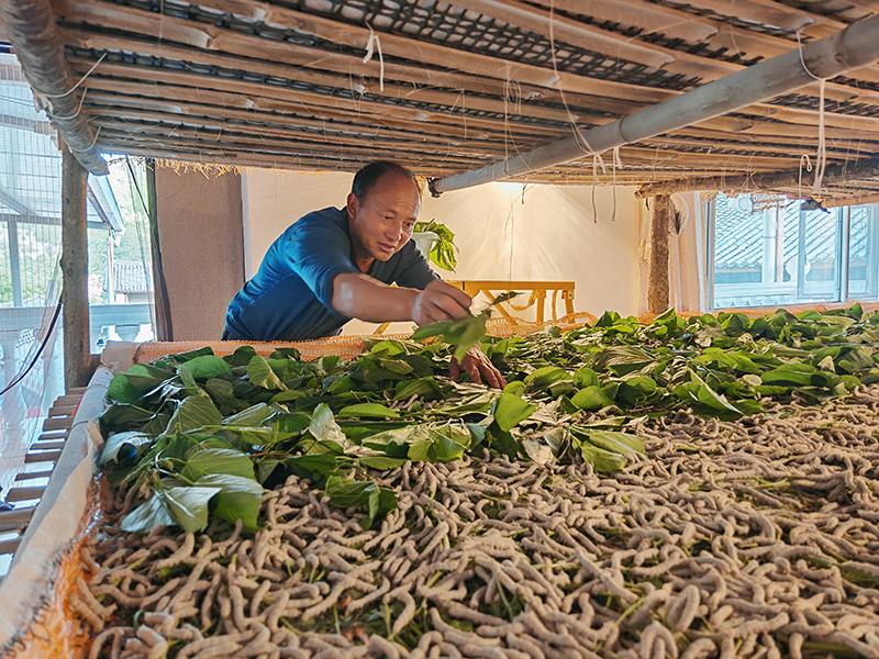 村民正在用桑叶喂蚕。赵燕飞摄