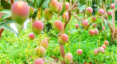 楚雄永仁芒果錯季供應