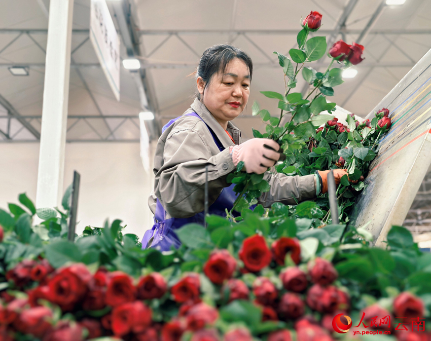 工人對鮮花進行分揀處理。人民網 尹馨攝