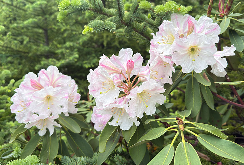香格里拉纳帕海畔盛开的杜鹃花。