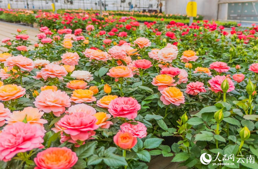 玉溪市紅塔區一花卉種植基地內，盆栽玫瑰花開正艷。人民網記者 虎遵會攝