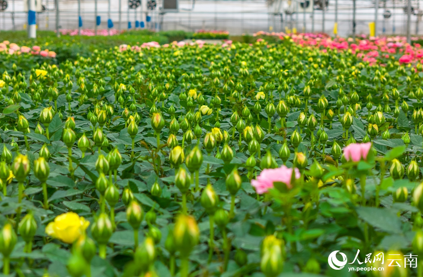 玉溪市红塔区一花卉种植基地内，盆栽玫瑰含苞待放。人民网记者 虎遵会摄