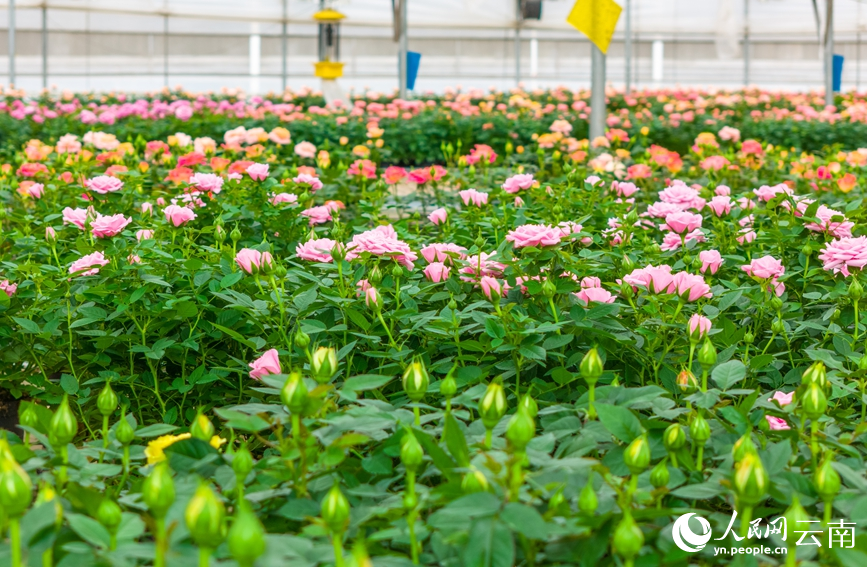 玉溪市红塔区一花卉种植基地内，盆栽玫瑰花开正艳。人民网记者 虎遵会摄